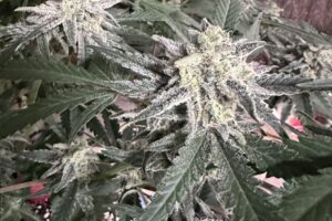 MULTI-SOURCE Terp Sneeze