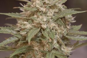 Citrus Bubblegum
