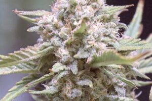Granite Haze F5