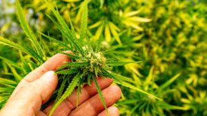 The Role of Phenotypic Stability in Autoflowering Success