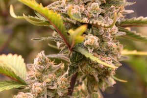 Granite Haze F7