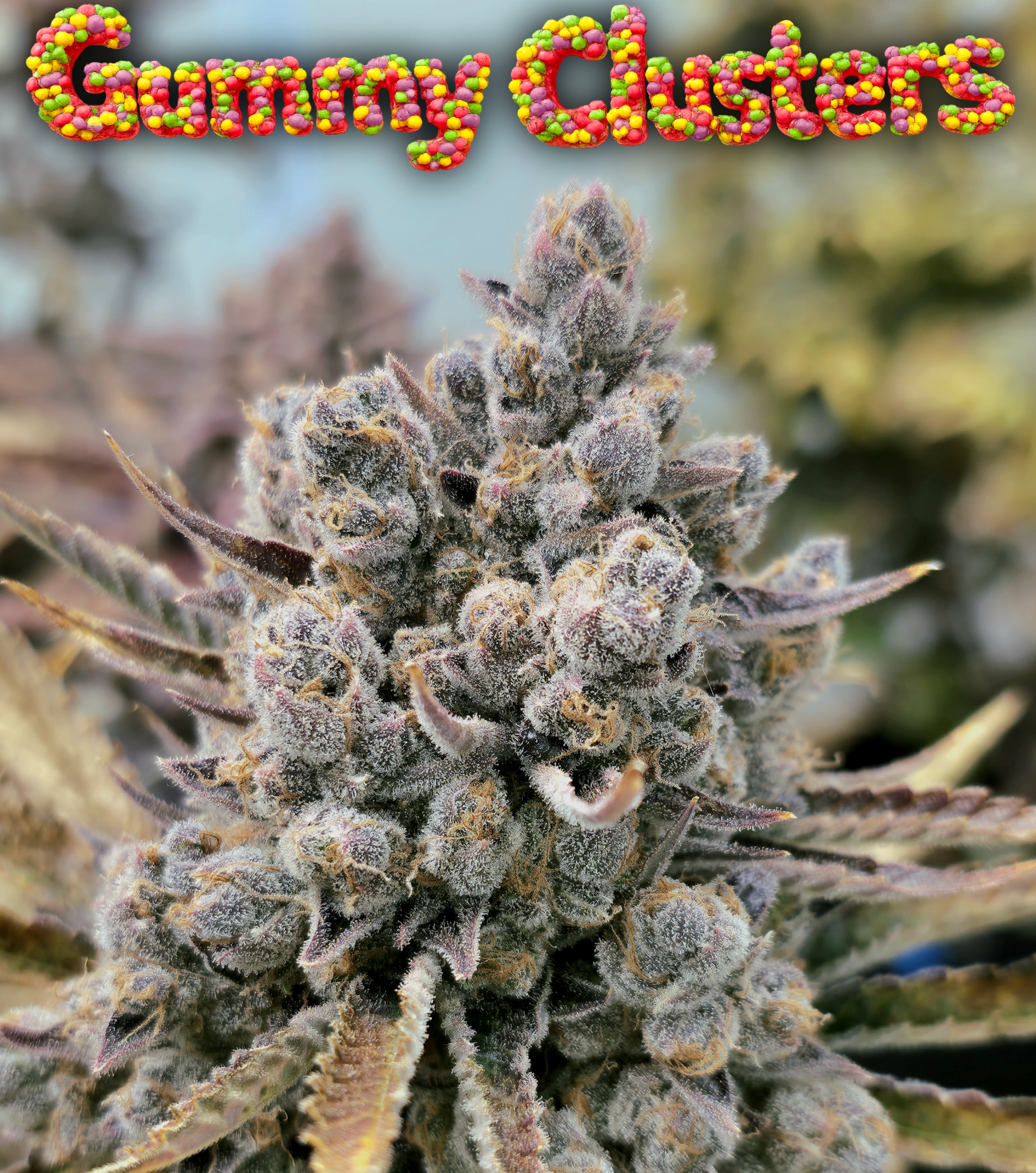 Gummy Clusters (3-Pack)