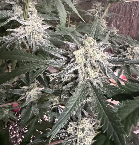 MULTI-SOURCE Terp Sneeze