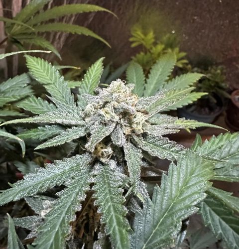 Terp Sneeze