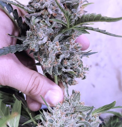 Frosted Cherry'Os F3