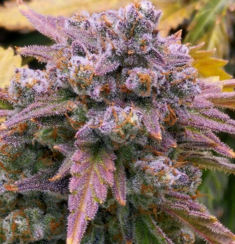 Granite Gas