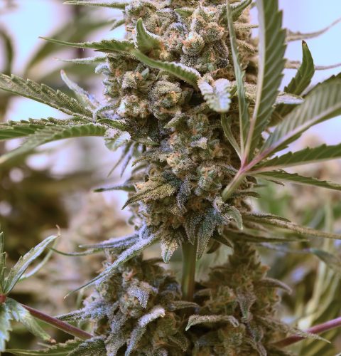 Haze Beast