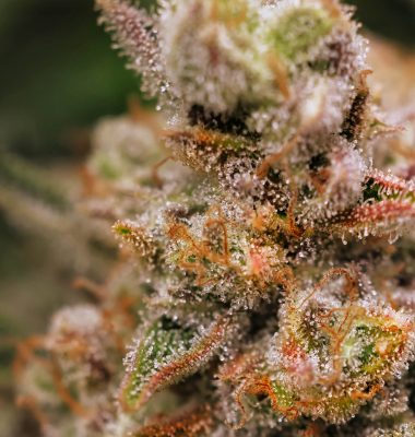Gallery-Photo-27