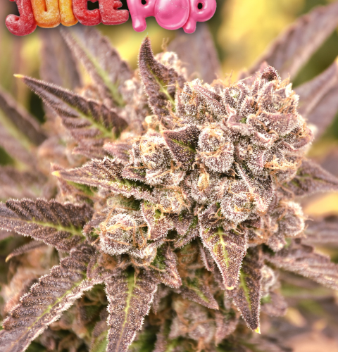 Juice Pop 1 complete
