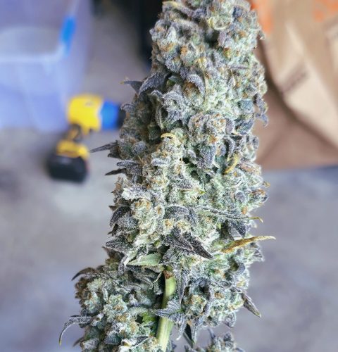 PinapBerry1