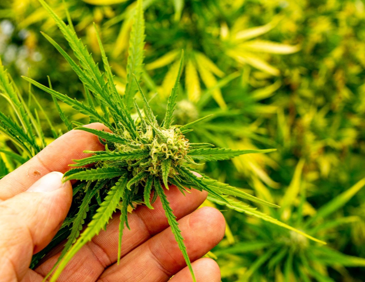 The Role of Phenotypic Stability in Autoflowering Success
