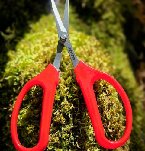 Scissors 1