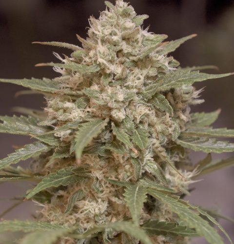Citrus Bubblegum