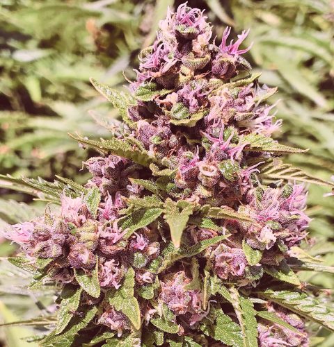 Pound Dawg F4