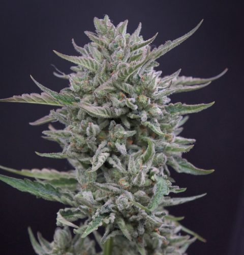 Frosted Cherry'Os F2