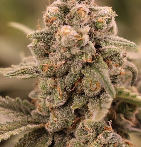 terp sneeze f2 (2)